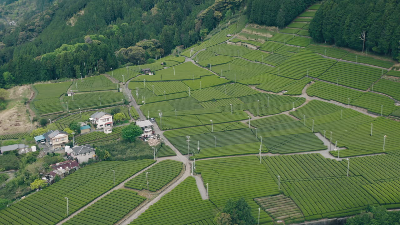 vista panorámica de las exuberantes plantaciones de té en kawane, shizuoka, japón - toma aérea de drones