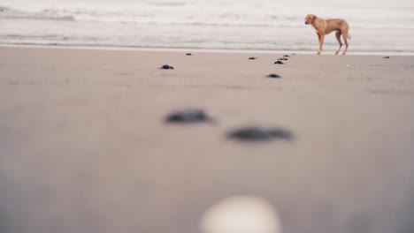 perro en la playa mirando cómo las tortugas bebés se arrastran hacia el océano, cambiando el campo de enfoque