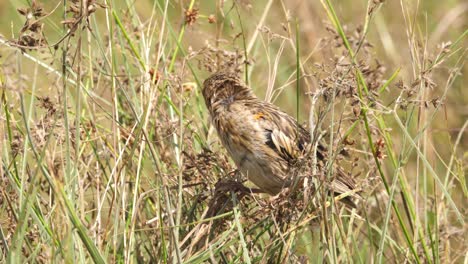 Long-tailed-male-widow-bird-spotted-in-long-grass,-close-up-shot