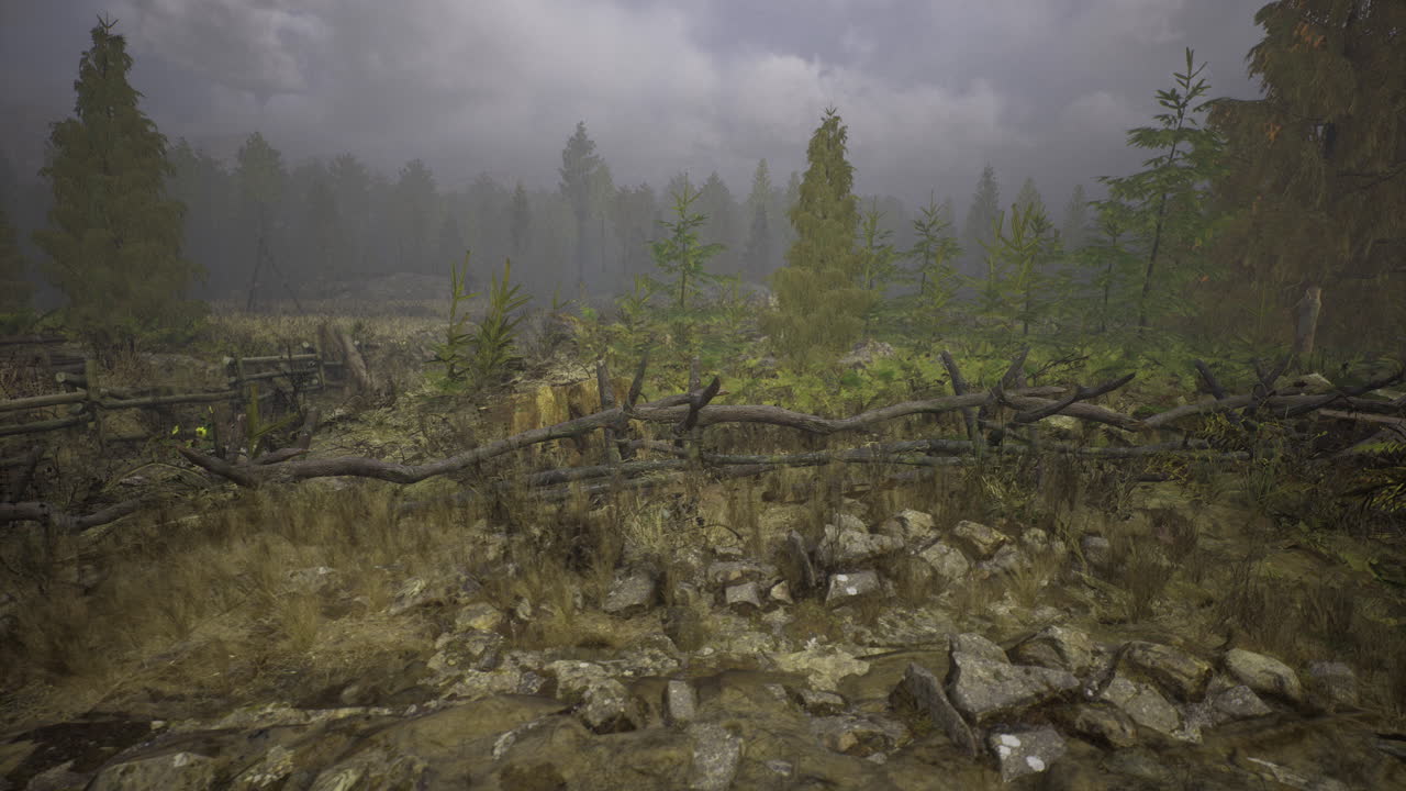 A misty landscape featuring a dense forest with tall trees and rocky ground