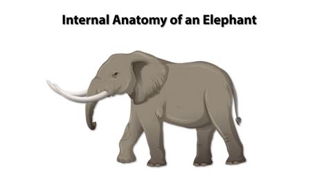 Detailed anatomical breakdown of an elephant