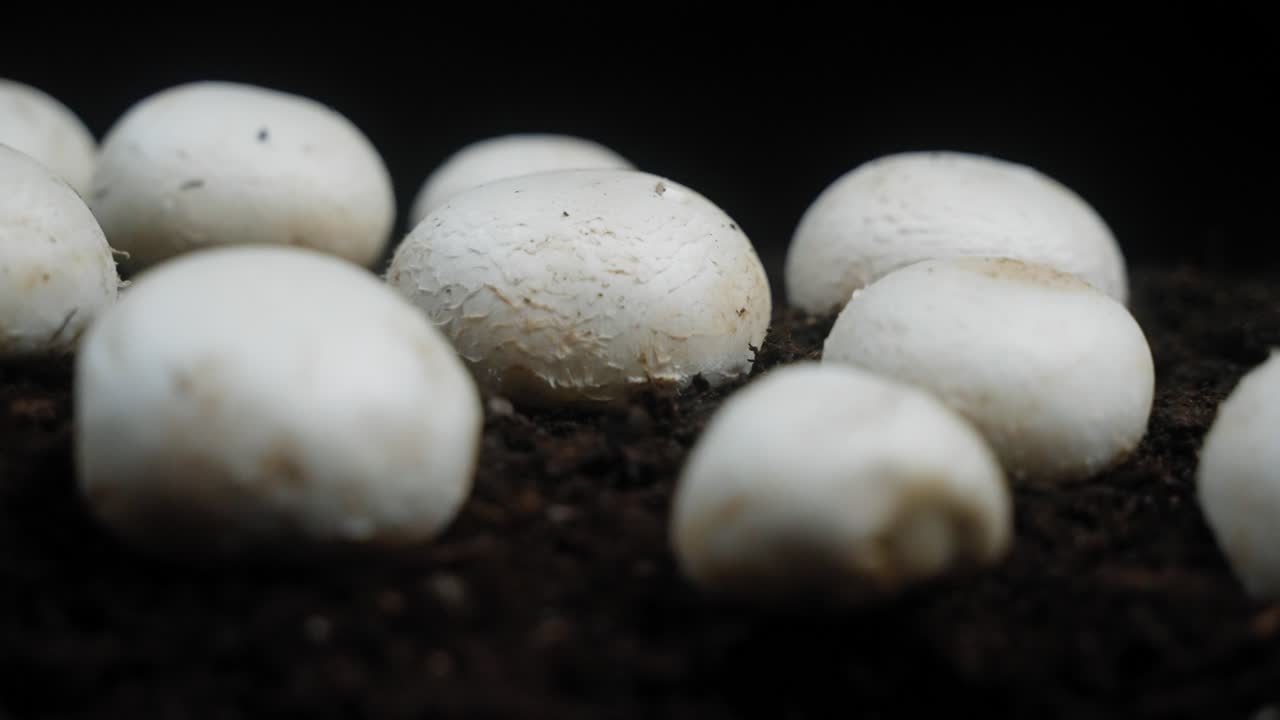 cultivo de setas deliciosamente frescas