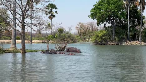 common hippopotamus (hippopotamus amphibius) entering shire river in liwonde national park, malawi.