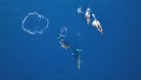 Beautiful-Whale-Pod-Spouting-Rainbows-Over-The-Surface-Of-The-Ocean-In-Maui