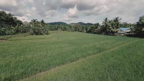 Akrobatischer-Drohnenabstieg-Auf-Einem-Reisfeld-In-Zamboanga-Del-Sur