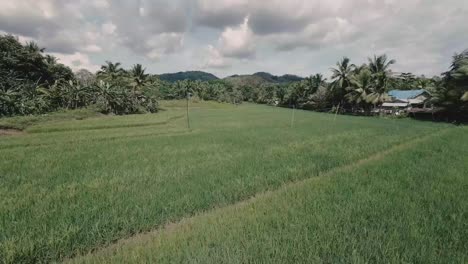 acrobatic drone descent on a ricefield in zamboanga del sur