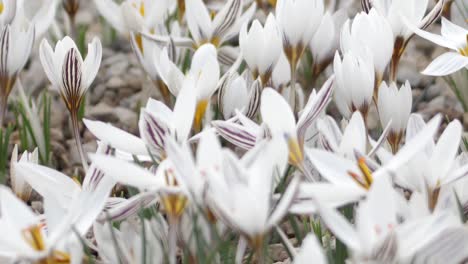 crocuses with beautiful flowers multicolored