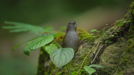 the-beautiful-little-Horsfield's-babbler-bird-is-hiding-behind-the-green-leaves