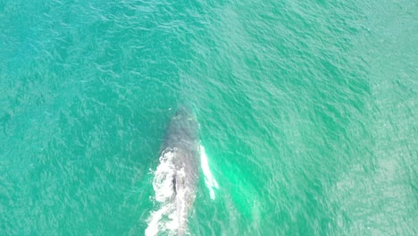 Hump-Back-Whale-swimming-in-the-cost-of-the-Pacific-Ocean-in-Chile,-filmed-with-a-drone-from-a-bote