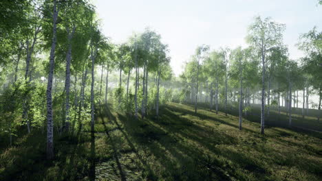 Panorama-of-birch-forest-with-sunlight