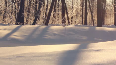 Snowy-winter.-Sunlight-on-white-snow.-Beautiful-snow-covered-forest-in-winter