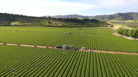 Excellent-Aerial-Of-Vast-Commercial-California-Farm-Fields-With-Migrant-Immigrant-Mexican-Farm-Workers-Picking-Crops-4