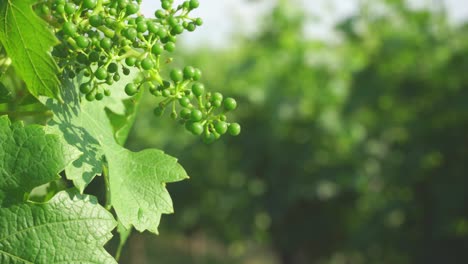 Weinrebe-Auf-Einem-Weinberg-In-Werder-In-Brandenburg