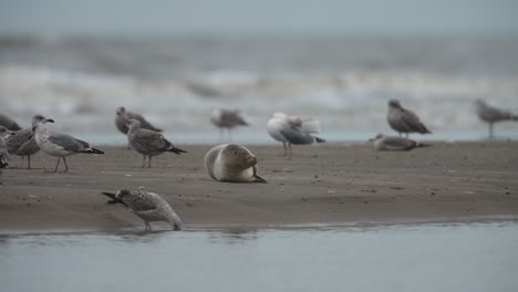 disparo medio de una foca del puerto que yace en una playa de arena entre una bandada de gaviotas, cámara lenta