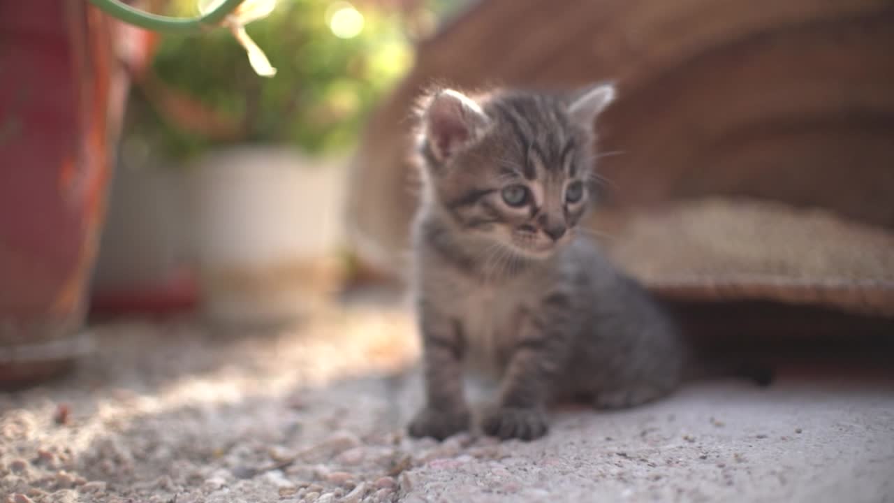 pequeños gatos bebés lindos en la canasta aprendiendo a caminar al aire libre