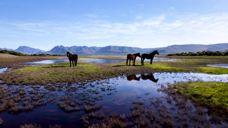 Luftbild---Wildpferde-Von-Fisherhaven,-Reflektiert-Im-Seichten-Sumpfwasser