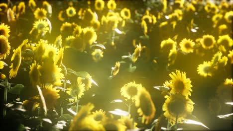 girasoles floreciendo a finales del verano