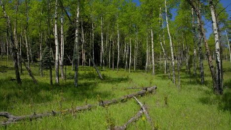 Aspen Tree spring yellow flower in Colorado forest cinematic aerial drone lush green grass after rain day sun peaceful Rocky mountain hiking trail Denver Vail Aspen Telluride Evergreen forward fast