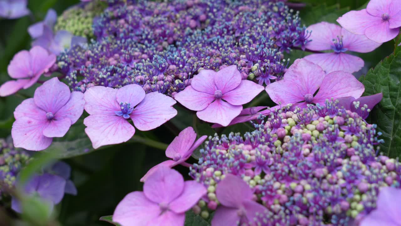 A beautiful purple mophead hydrangea flower that is starting to bloom