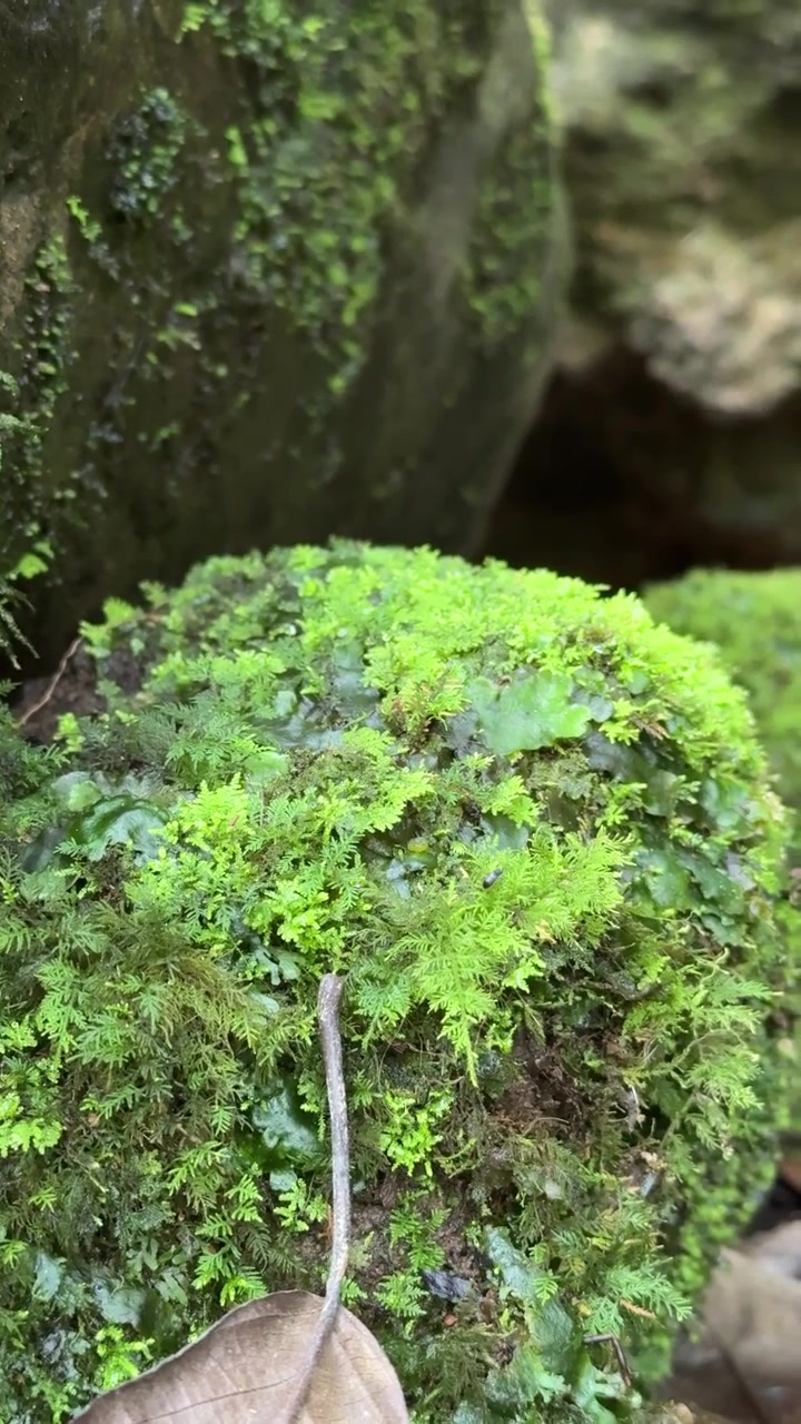 Muschio verde brillante che cresce su una roccia nel bosco