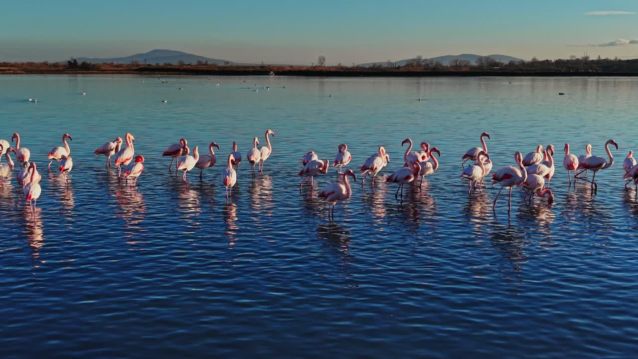 Flamingos gather and wade in the calm water near the shore at sunset