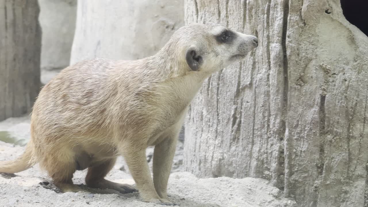 Meerkat animal in bangkok Thailand