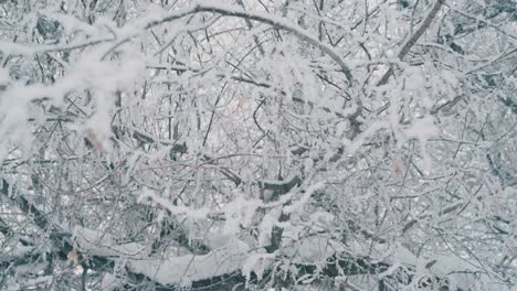 bush with branches covered with fresh snow in winter forest