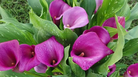 this is a slow motion video of purple or pink calla lily flowers with water drops on them