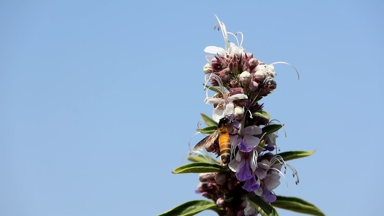 Video gerak lambat merekam lebah madu raksasa Apis dorsata melayang dan menyerbuki bunga bluebeard Pseudocaryopteris bicolor yang halus di habitat hutan alami Himachal Pradesh, India.
