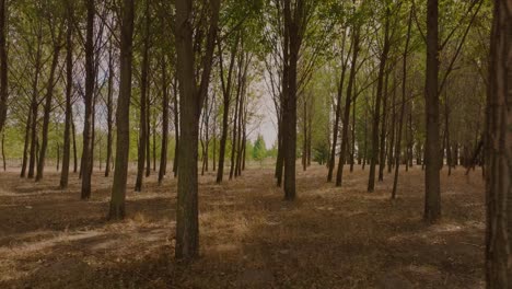 point of view drone shot the camera glides fast between towering green trees on a sunny day 4k50fps cinematic grade