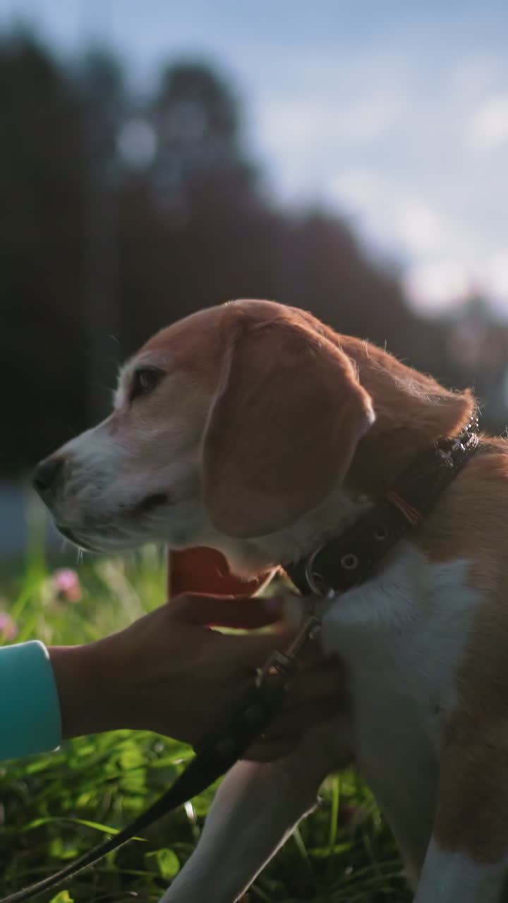 Momenti di tranquillità con guinzaglio in tensione con un Beagle, scena rilassante che mostra un Beagle che gioca in un parco erboso al tramonto, momento sereno che cattura un Beagle giocoso che si gode una serata tranquilla in un lussureggiante parco