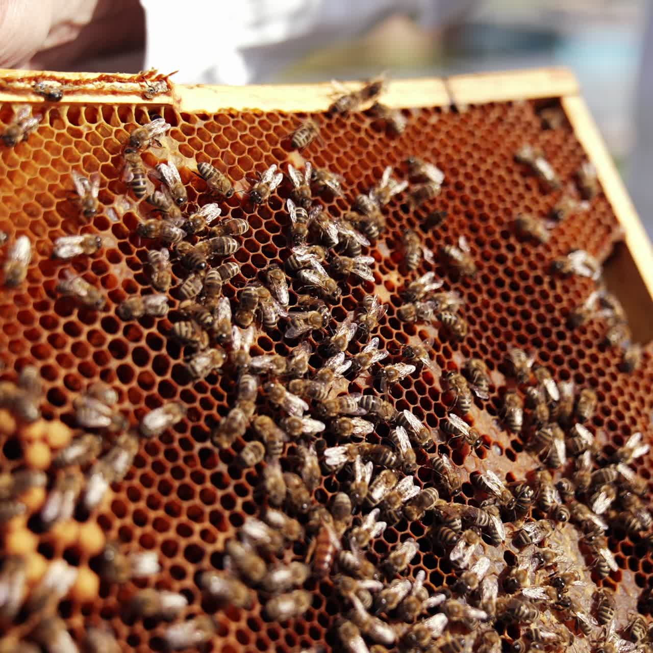 Honeycomb and a lot of bees on a frame in apiary. Beekeeper's hand showing bee uterus among other bees on frame. Close-up