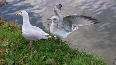 Un-Par-De-Gaviotas-En-La-Hierba,-Costa-De-La-Isla-De-Skye,-Escocia,-Reino-Unido,-Cámara-Lenta.