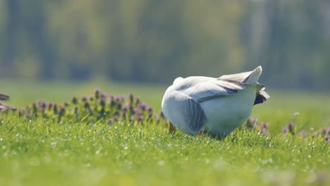goose feeding in a meadow