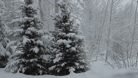 time lapse of snow falling on a pine tree in vail colorado