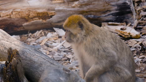 vista cercana del macaco barbary moviéndose por grandes troncos de madera