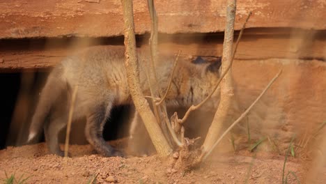 Ein-Amerikanischer-Rotfuchs-Erkundet-Die-Umgebung-Und-Unter-Einer-Städtischen-Struktur