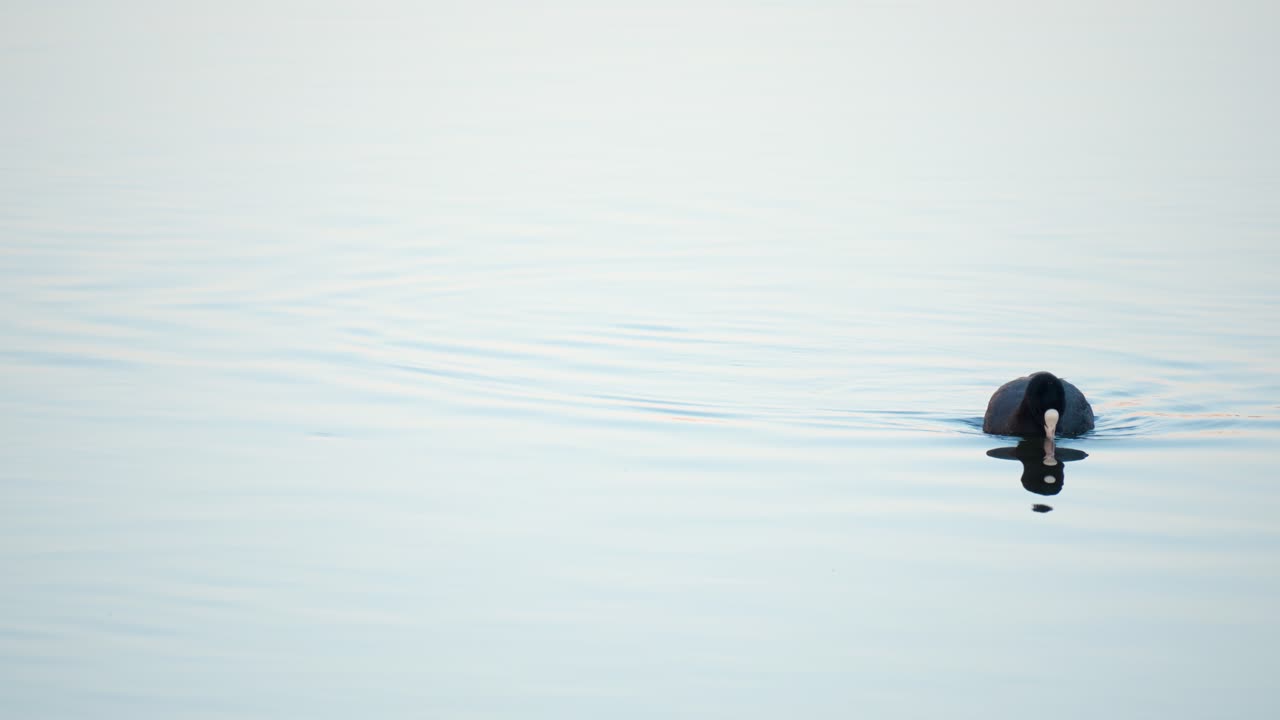 focha euroasiática solitaria nadando y buscando comida comiendo algas en un arroyo tranquilo al atardecer en tokio, japón