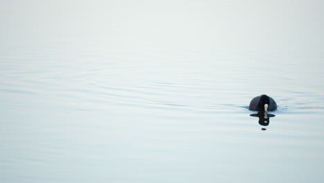 lone eurasian coot swimming and looking for food eating algae in tranquil stream at evening in tokyo, japan