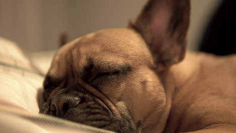 sleeping on a couch brown french bulldog puppy opens eyes, head close-up on blurred background