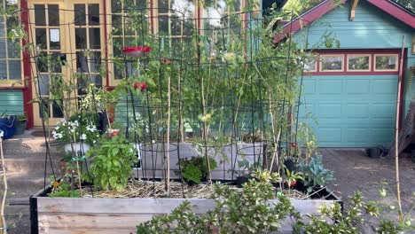 raised organic backyard garden with tomatoes, flowers, and basil