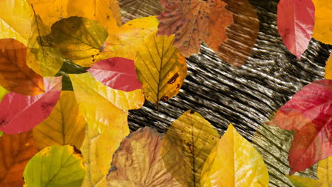 animation of autumn leaves over moving lines