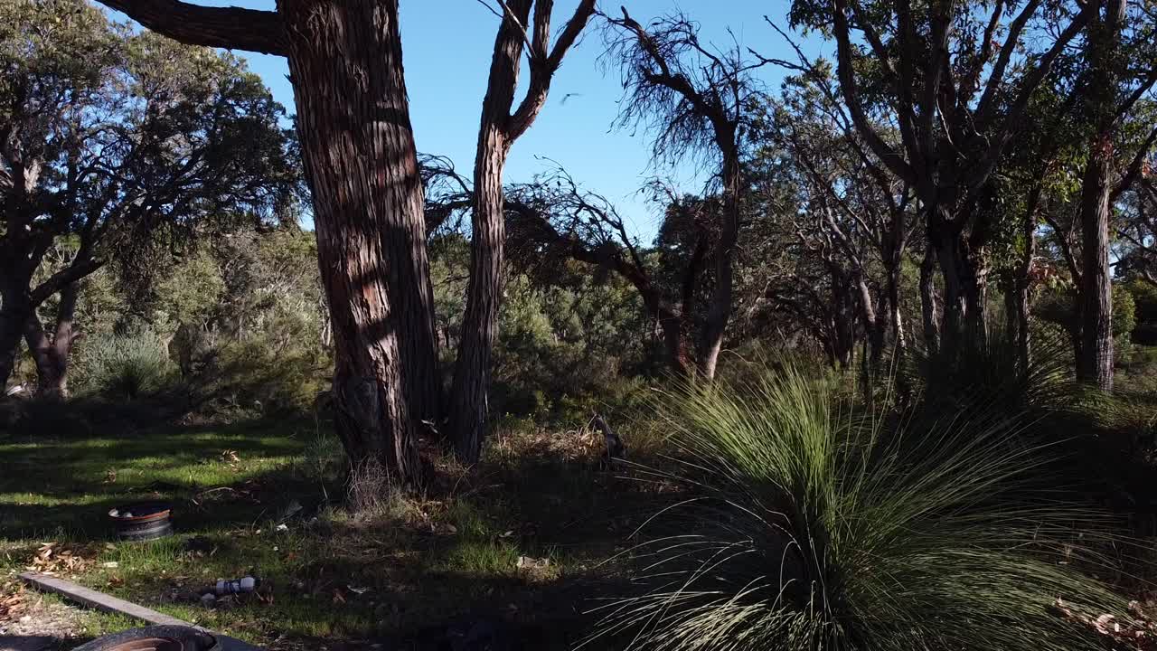 gran bandada de cacatúas negras volando sobre el área del arbusto