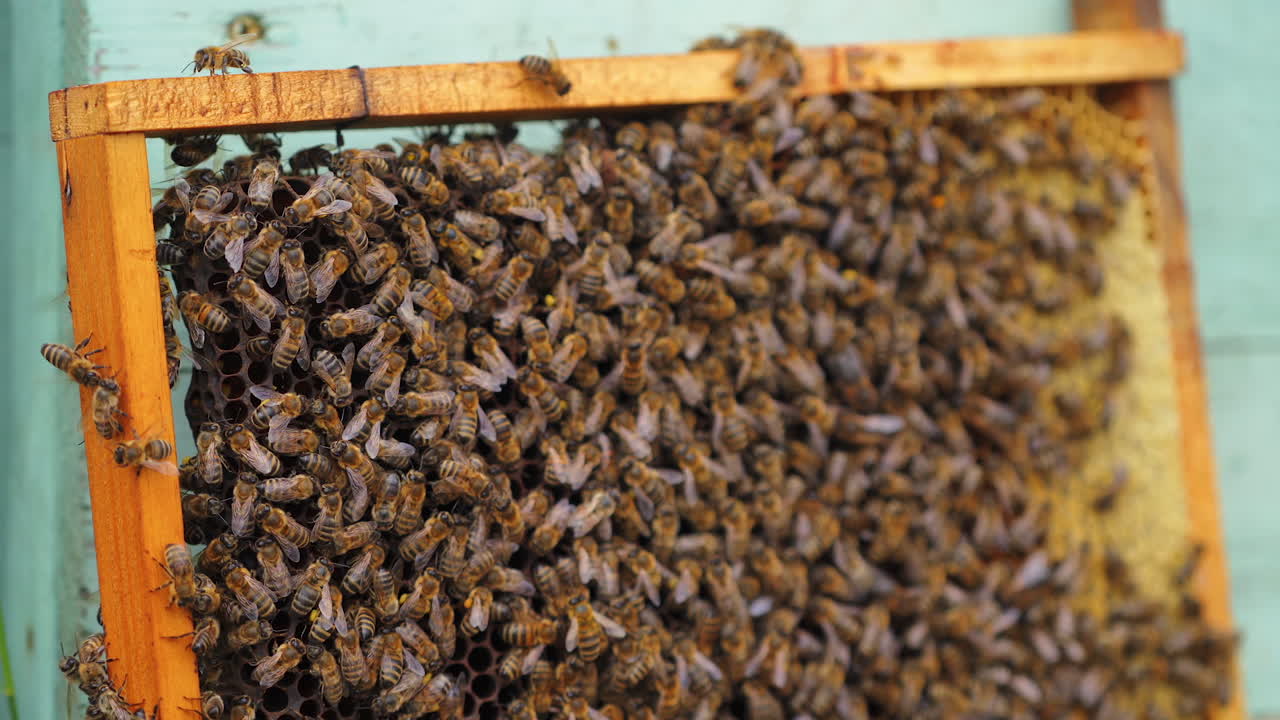 Many bees on a frame. Honey bees crawling on a honeycomb. Busy insects working on bees frame. Bee colony. Close-up.