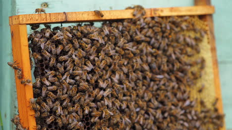 many bees on a frame. honey bees crawling on a honeycomb. busy insects working on bees frame. bee colony. close-up.