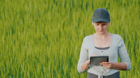 farmer with a tablet in his hands working on a wheat field