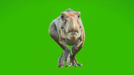 the t-rex dinosaur runs in a looping seamless animation. reptile in front of green screen. animation for historical, natural and animal backgrounds.