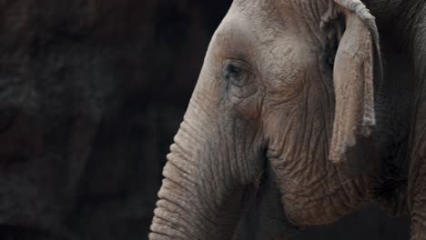 Cabeza-De-Un-Elefante-Asiático-Aleteando-Sus-Orejas