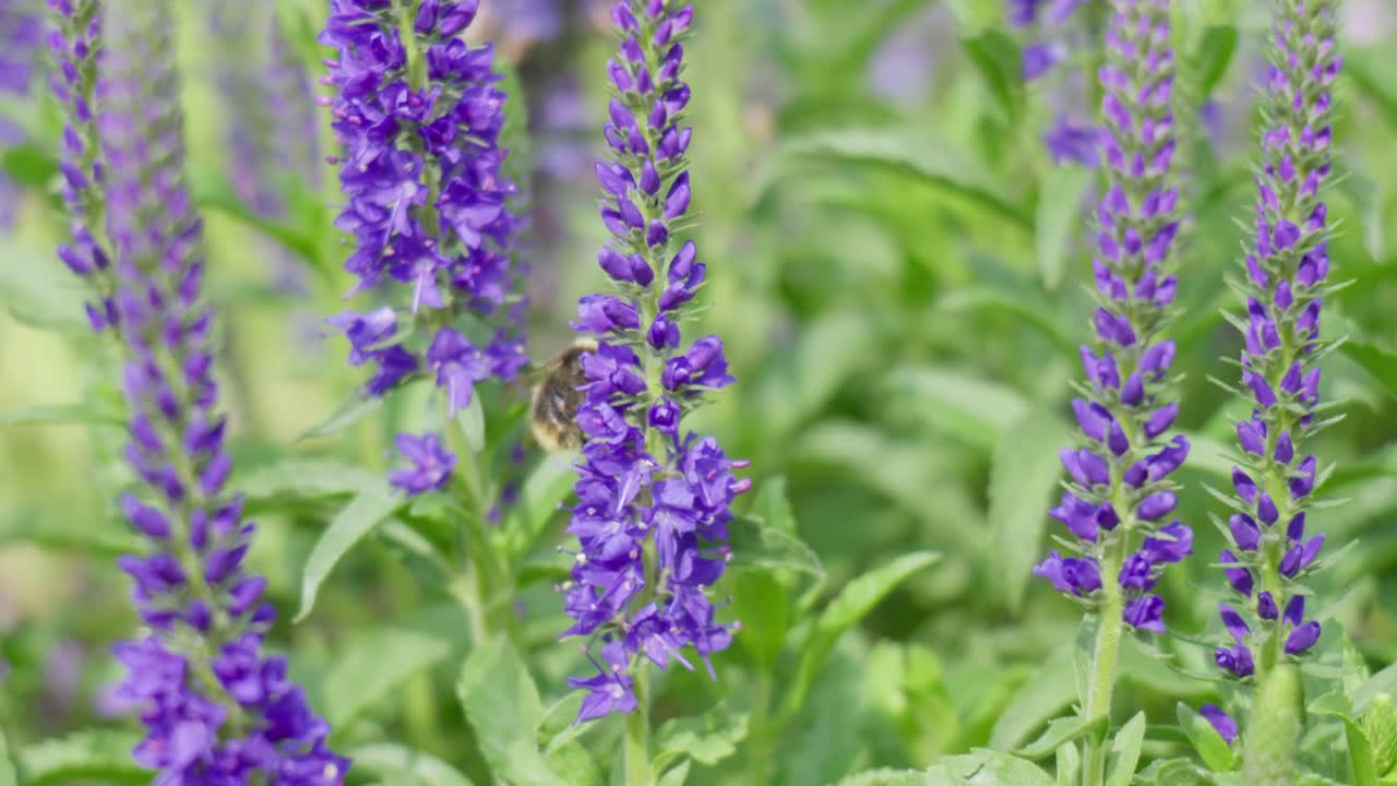 Lavender and bees in flower from an Essex garden, England. Clip 15