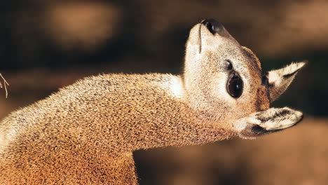 Side-View-Of-Female-Klipspringer-Looking-Afar-Under-The-Sun-In-Africa